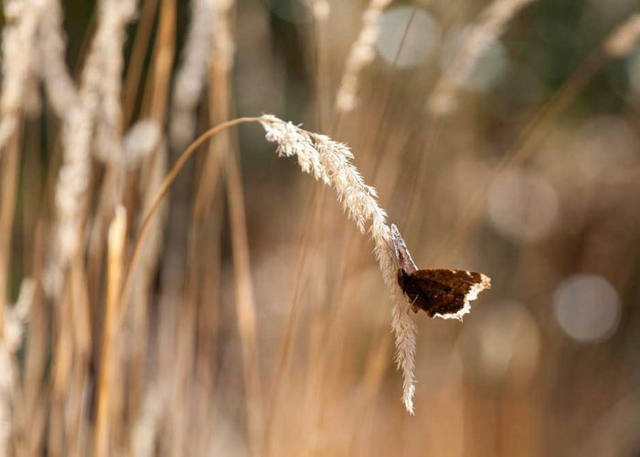 Rouwen vraagt zachtheid, tijd en liefde